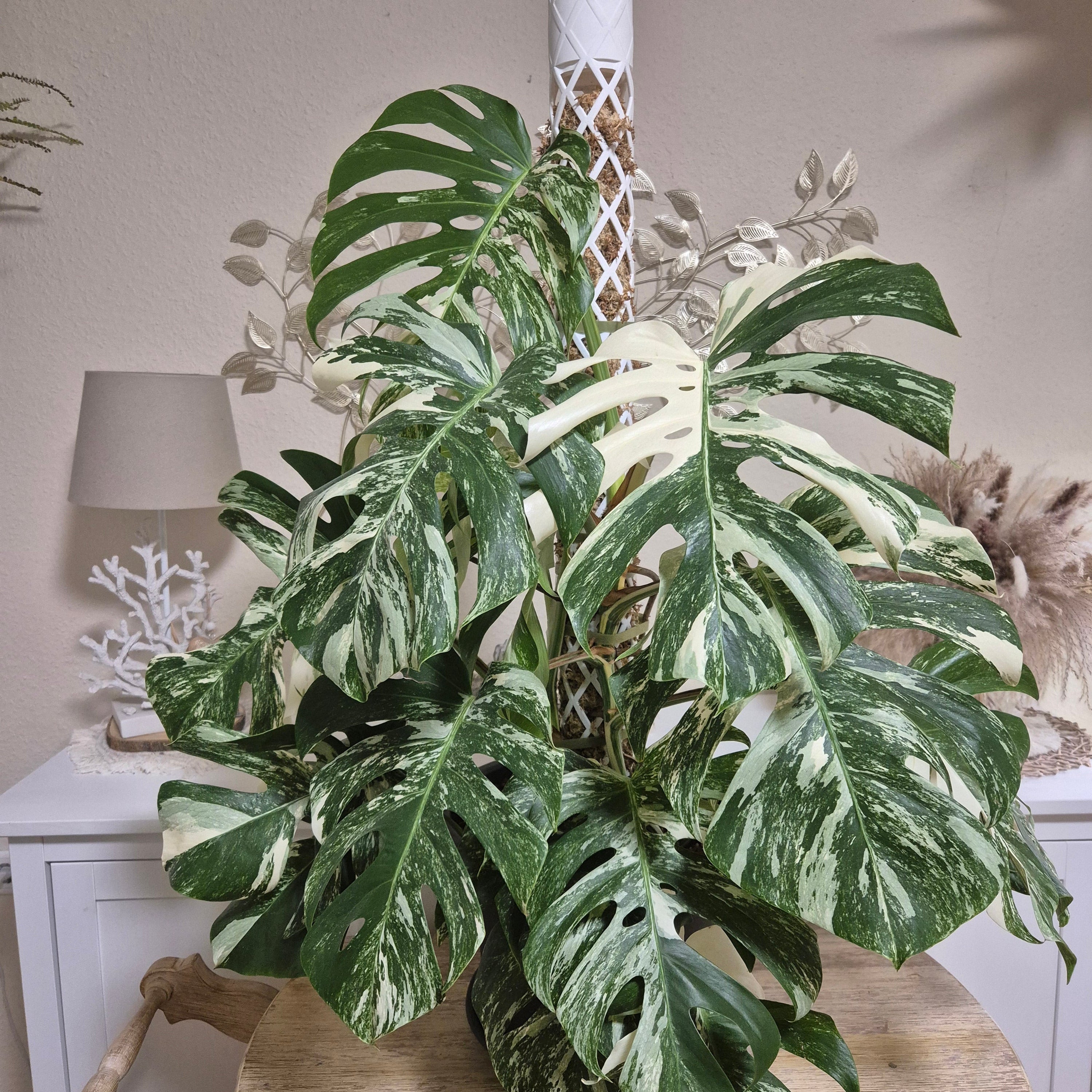 Monstera mit Löchern oder Monstera ohne Löcher? Wie und warum Fenestrierung entsteht