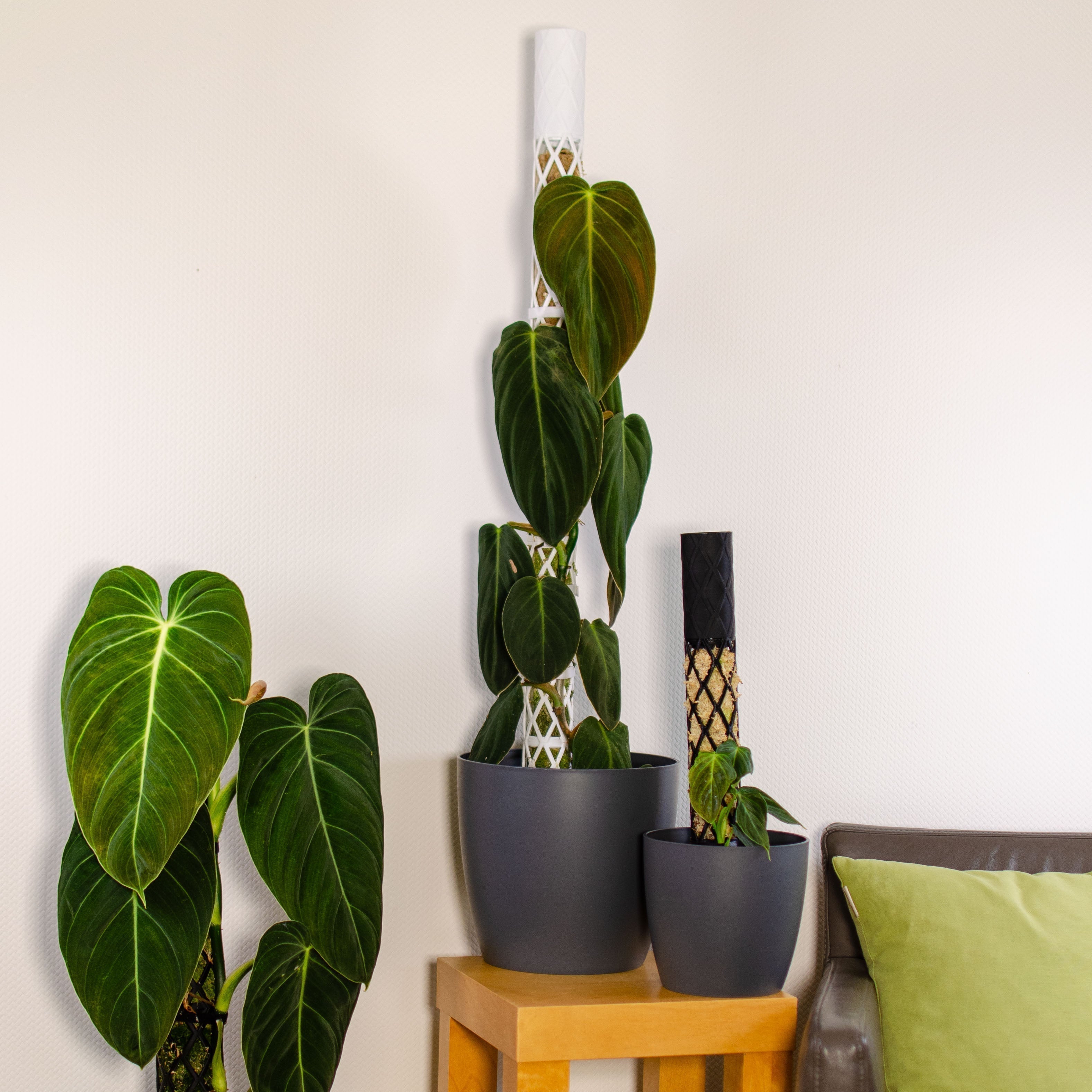 Erste Schritte: Pflanze an den Moosstab setzen