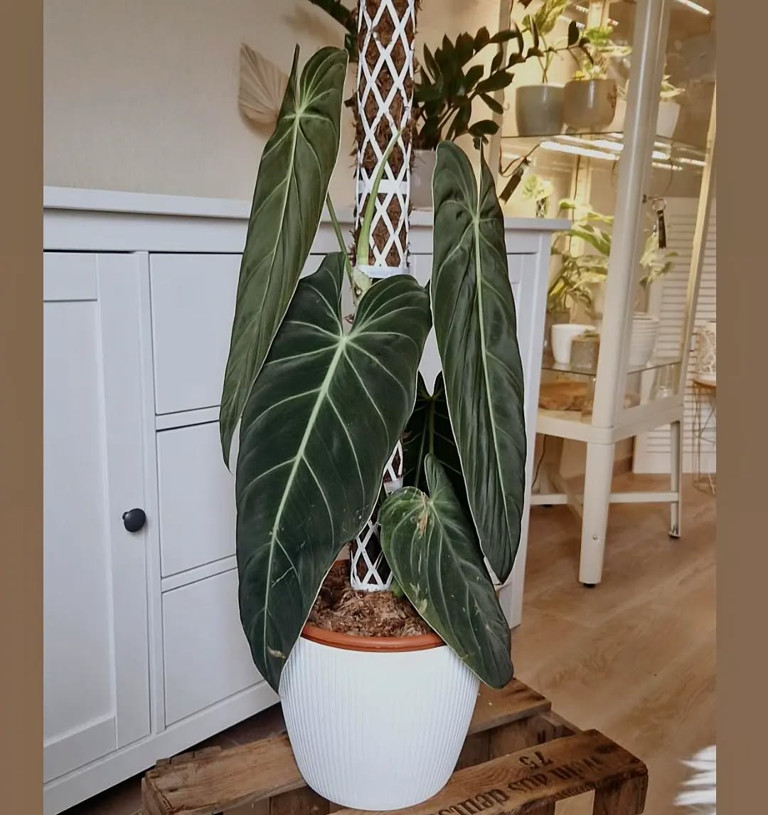 Warum ein Moosstab so wichtig ist – und für welche Pflanzen er geeignet ist