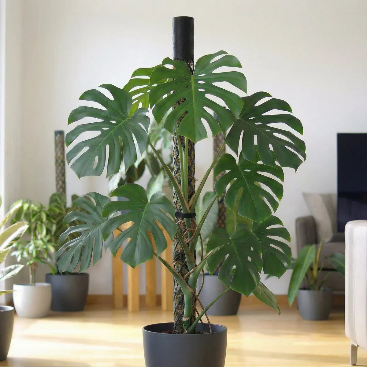 Gesunde, aufrecht wachsende Monstera mit großen fenestrierten Blättern an einem Moosstab.