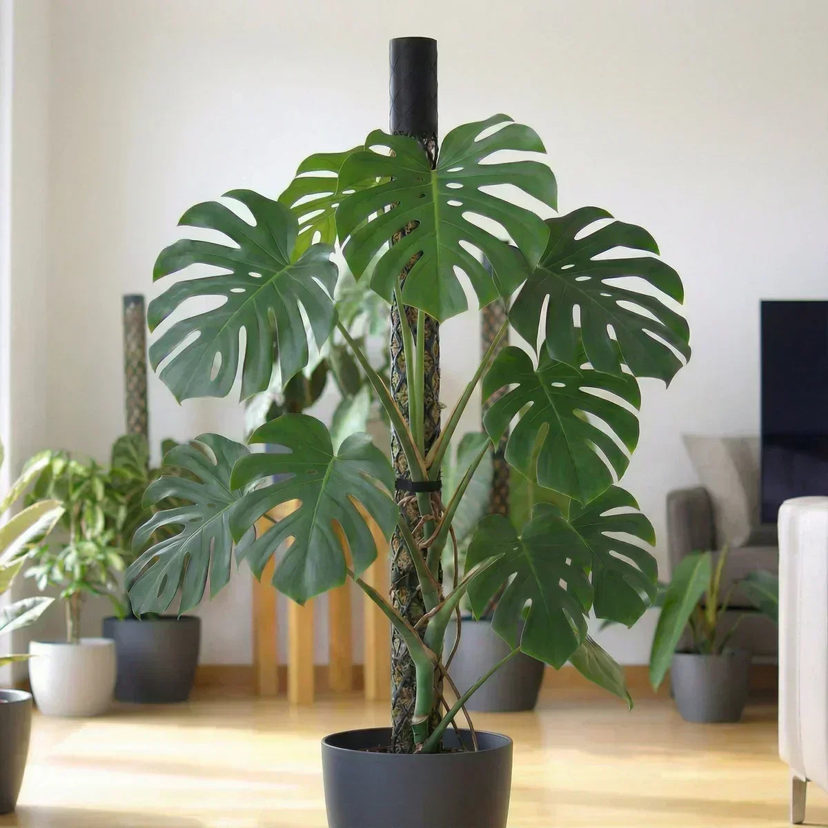 Gesunde, aufrecht wachsende Monstera mit großen fenestrierten Blättern an einem Moosstab.