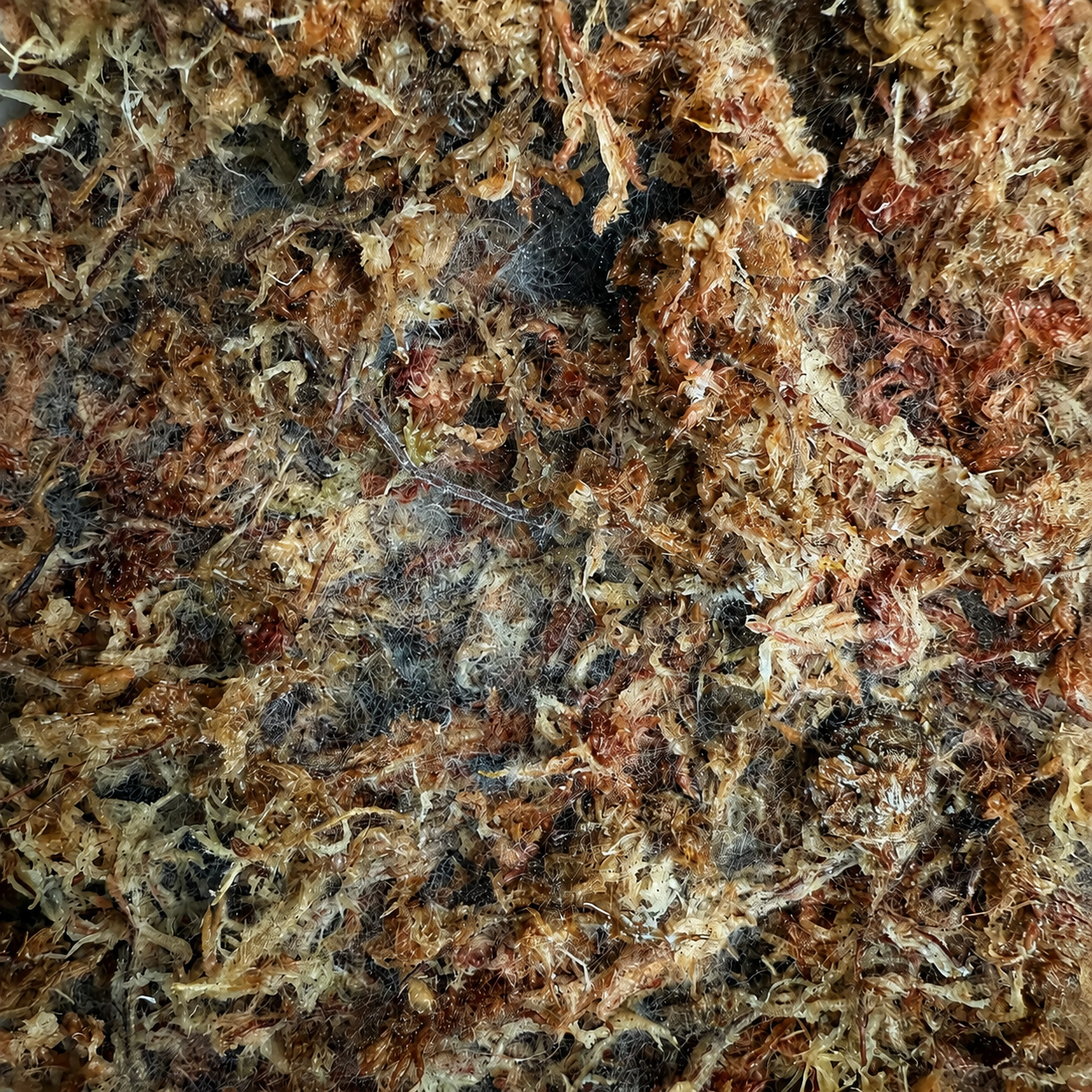 Nahaufnahme von feuchtem Sphagnum-Moos mit weißlich-grauem, fädigem Schimmelbelag zwischen den Moosfasern.
