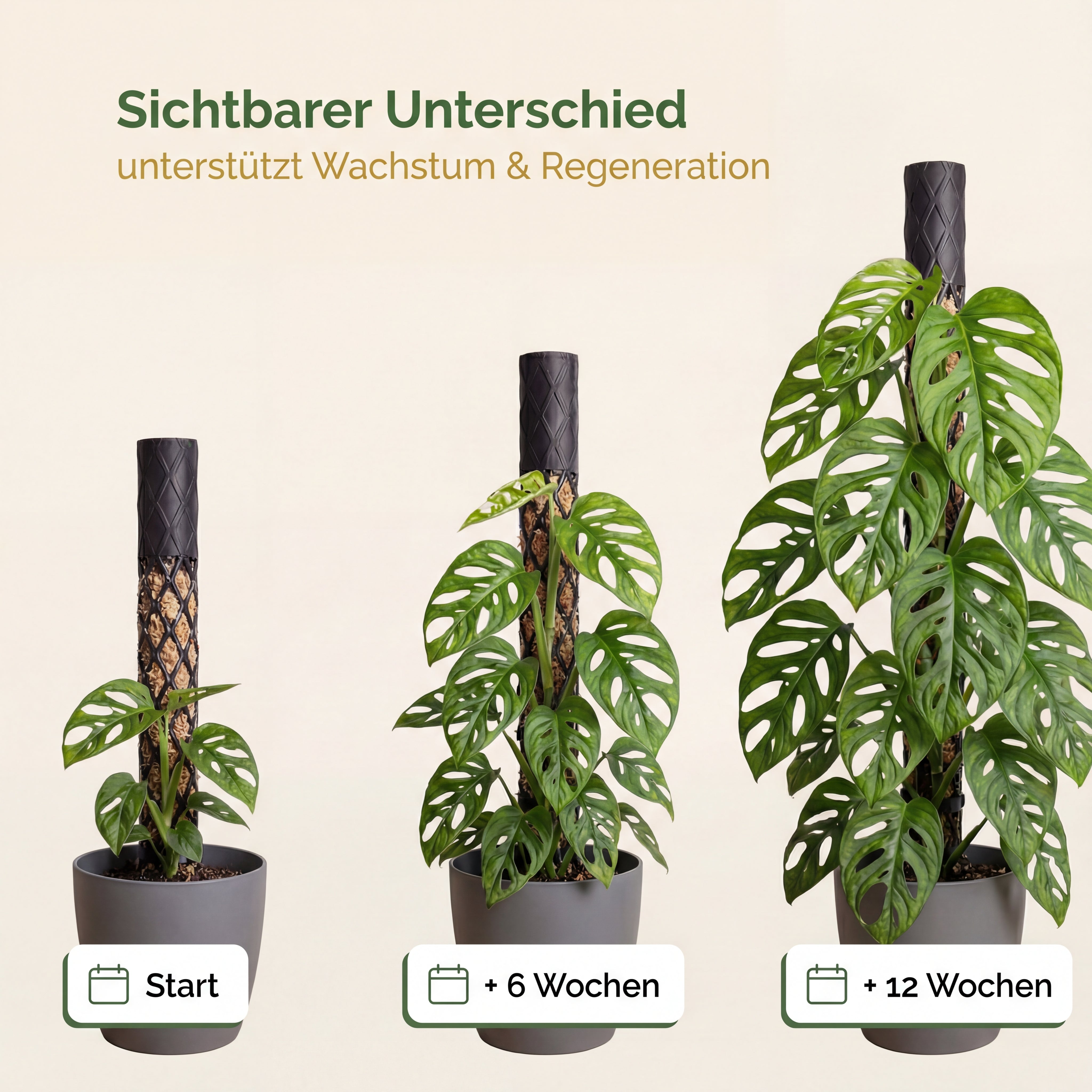 PlantMe Thrive Aminosäuren für Pflanzen, Zur Anwendung in aktiven Wachstumsphasen, Ideal für Monstera, Philodendron