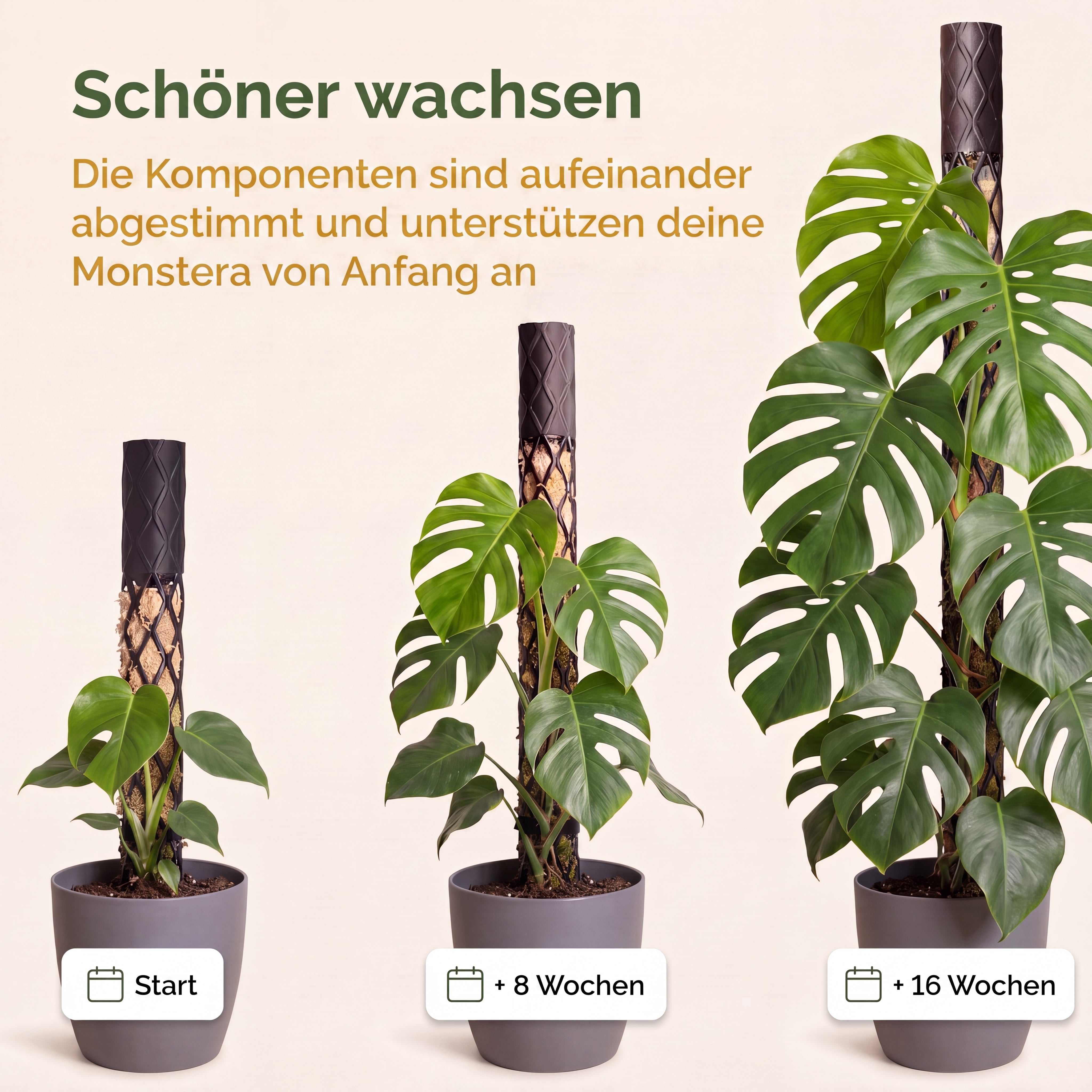 Monstera Starter Set | Spare 10€ + 5m Klettband geschenkt