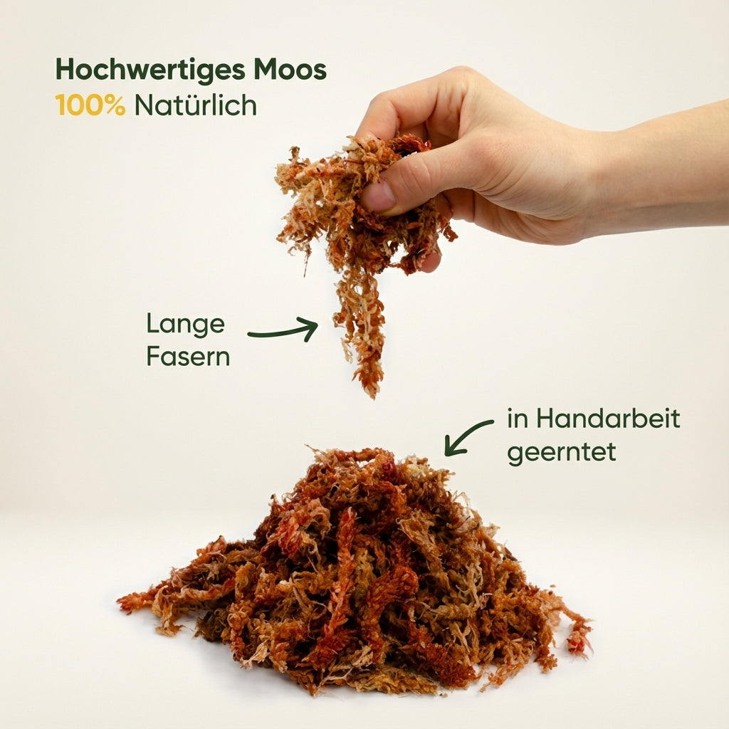 Sphagnum Moos aus Chile