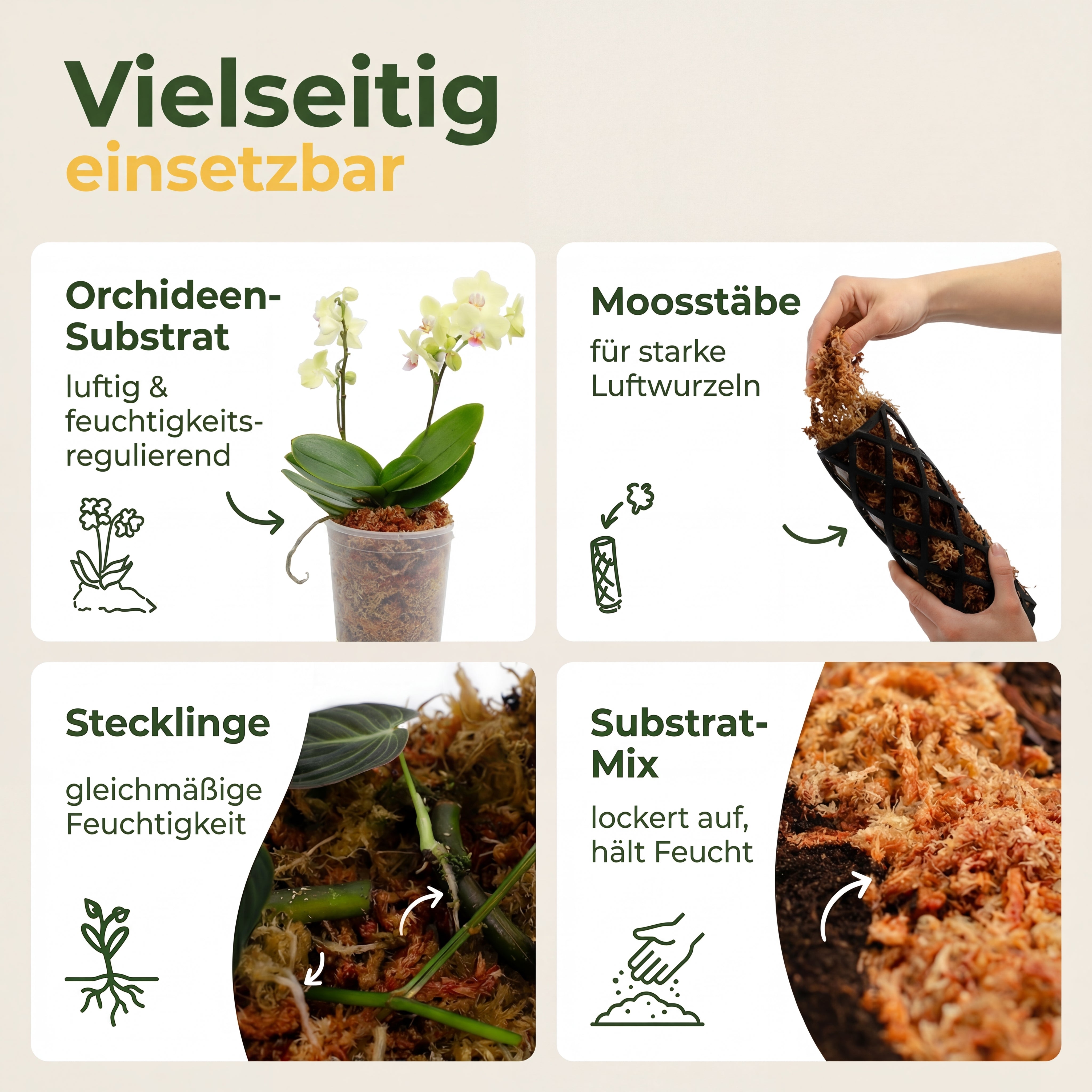 Sphagnum Moos aus Chile