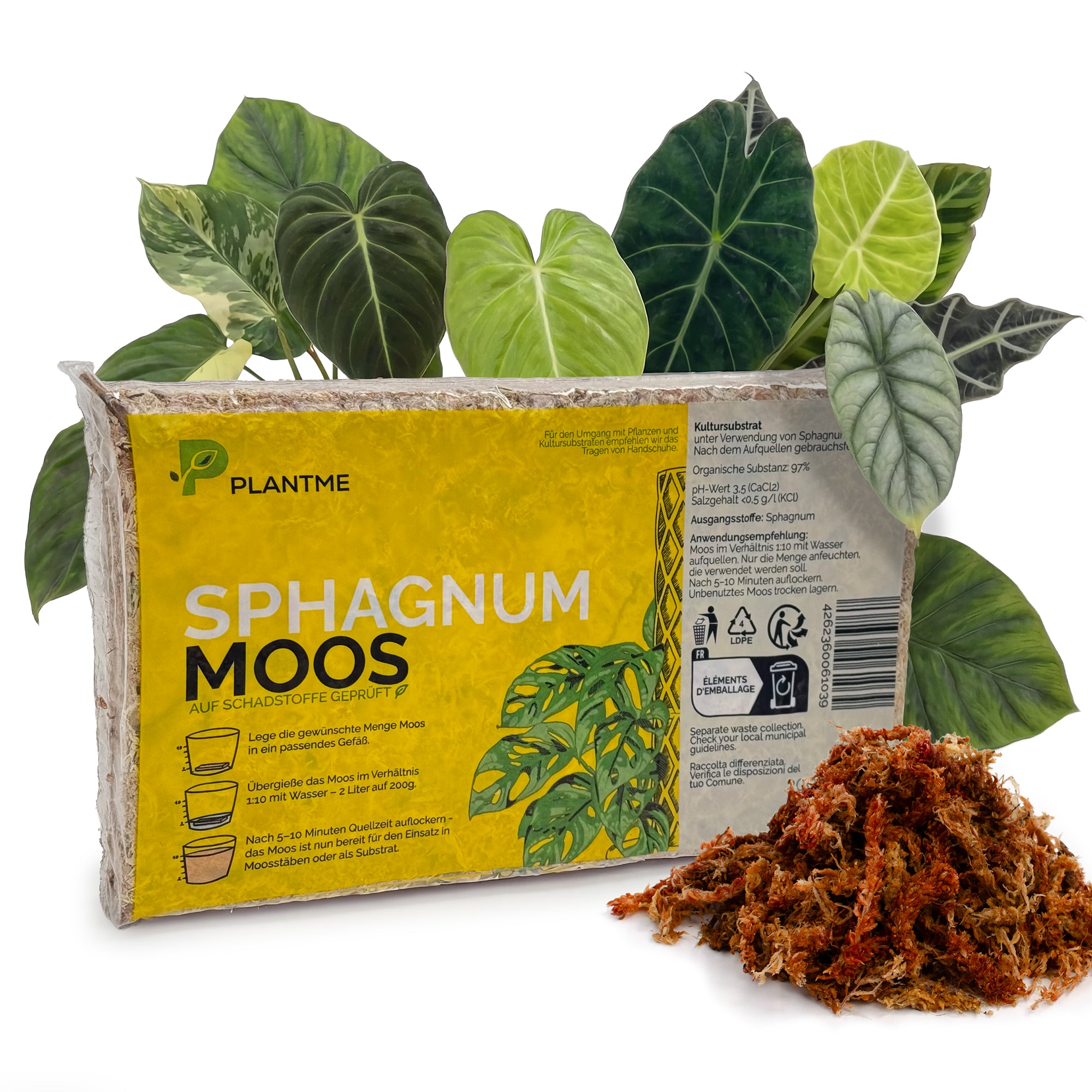 Sphagnum Moos aus Chile