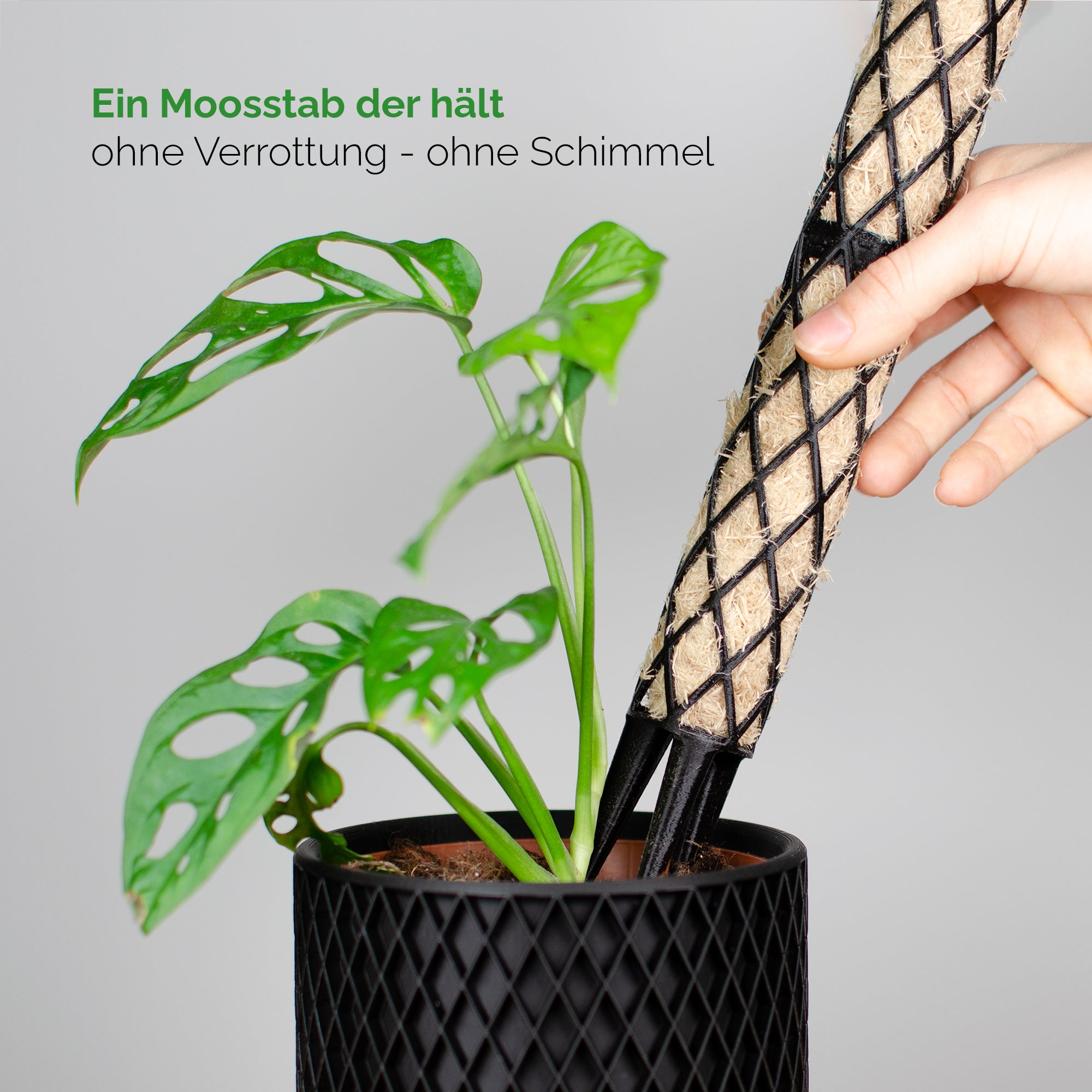 Mosspole Mini set 40cm