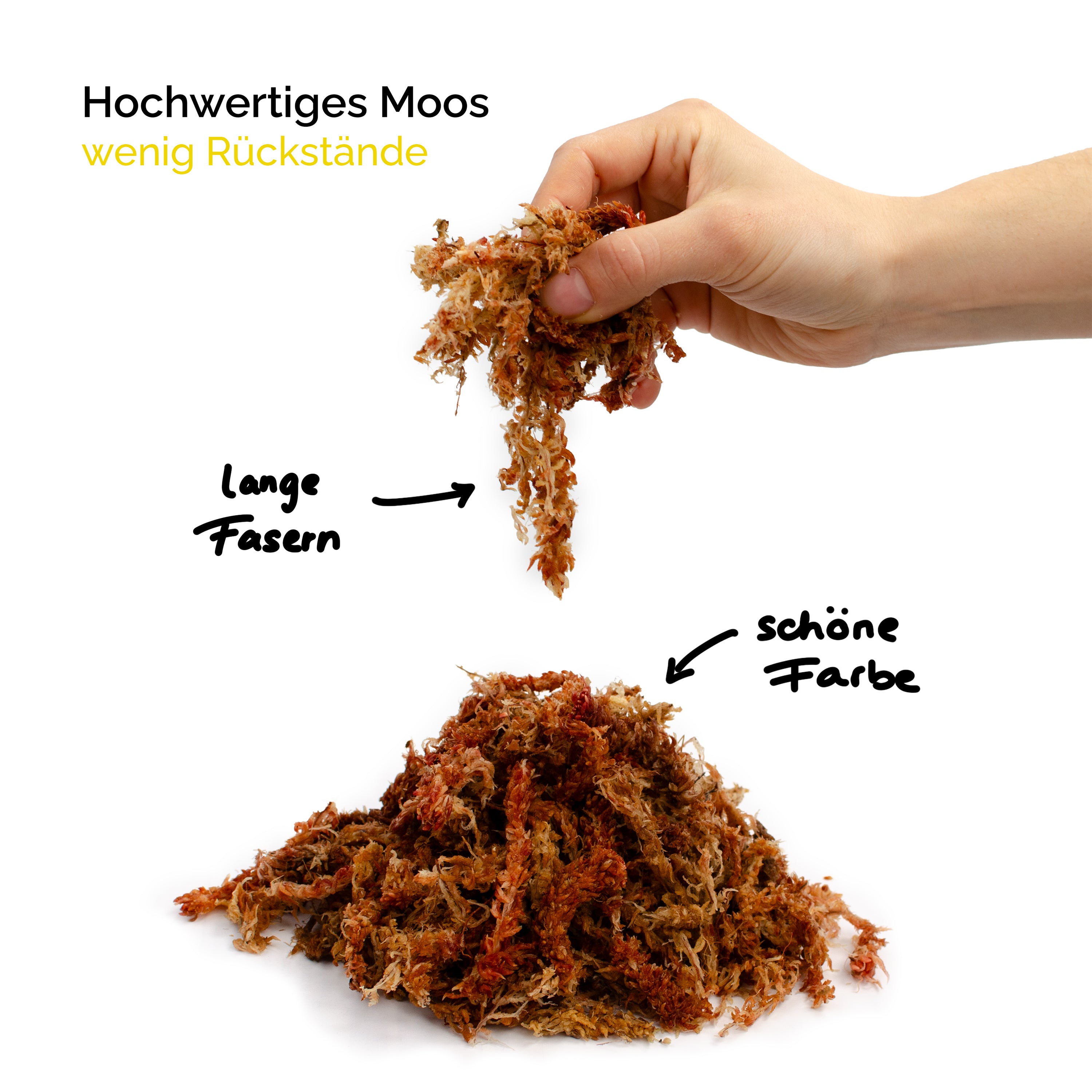 Sphagnum Moos aus Chile