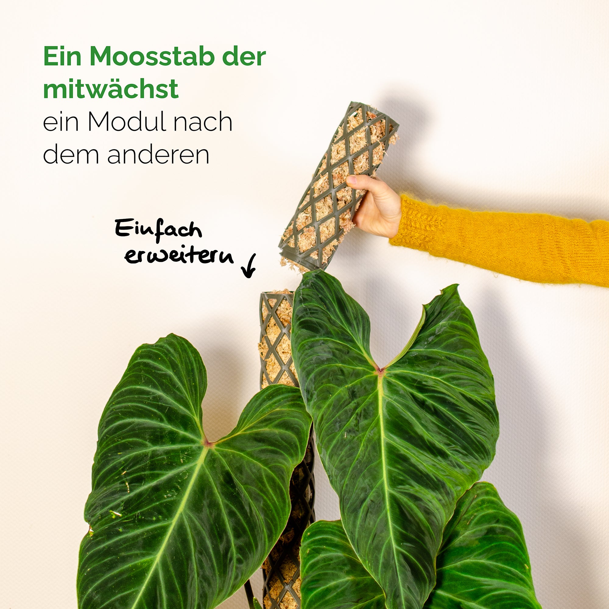 Moosstab Giga Komplett-Set 100cm inkl. Sphagnummoos