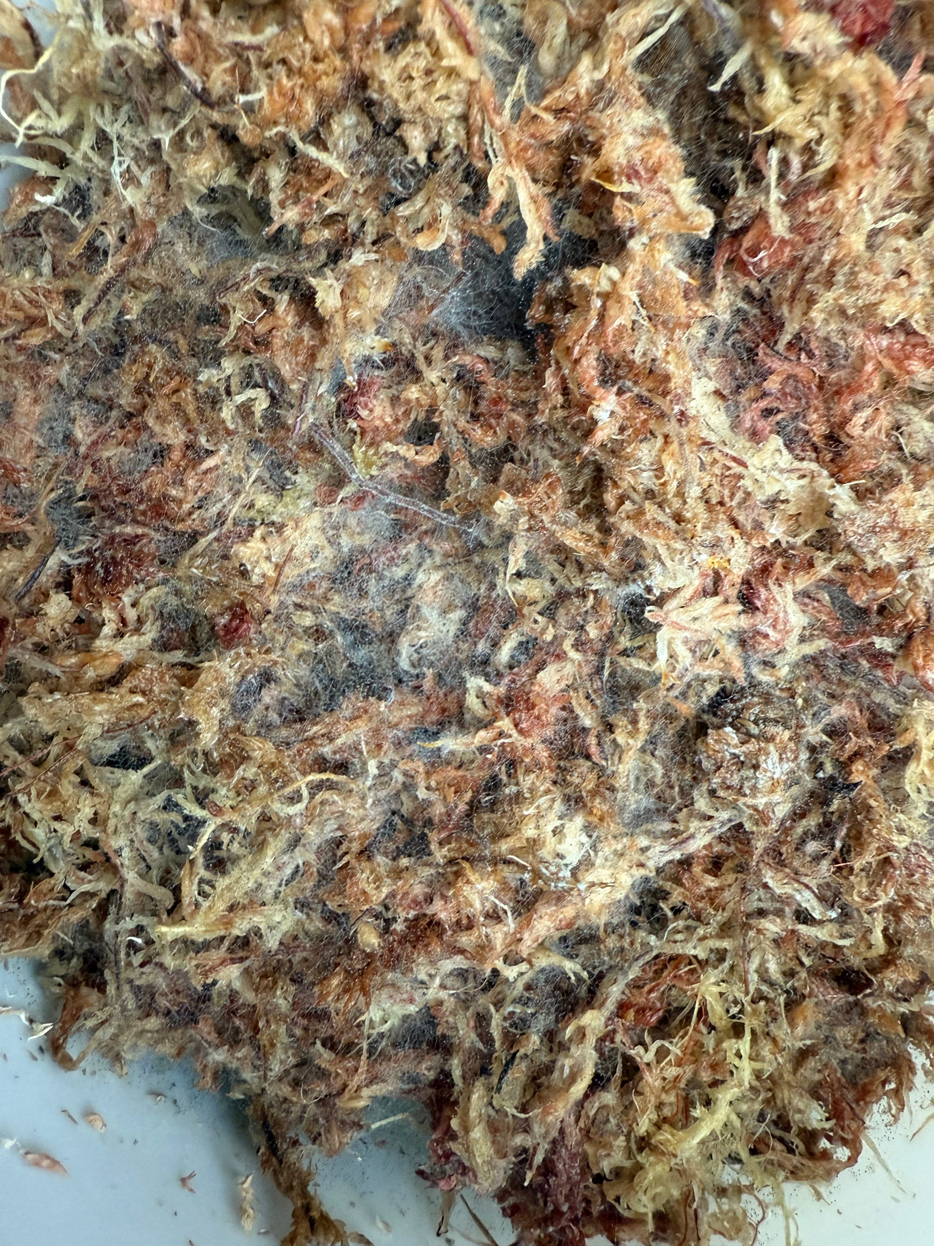 Warum dein Sphagnum-Moos schimmelt – und was du dagegen tun kannst