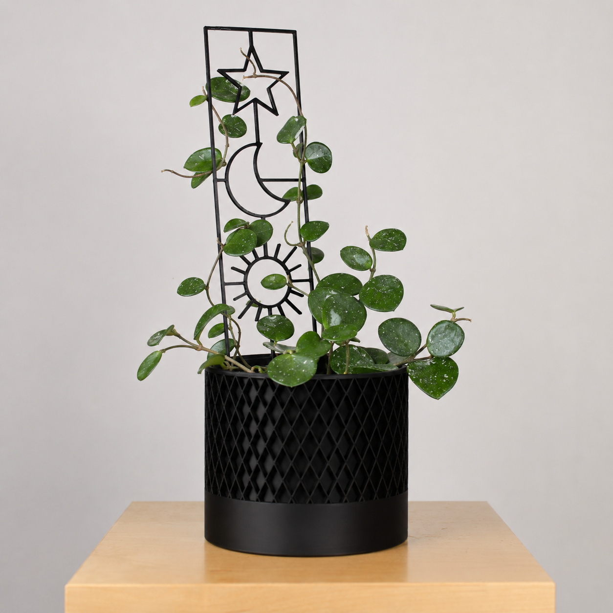 Hoya mit runden, silbrig gesprenkelten Blättern rankt in einem schwarzen Topf an einem Spalier mit Sonne, Mond und Stern.