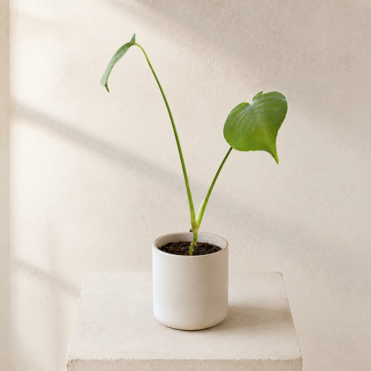 Kleine Monstera mit nur zwei Blättern und einem langen, dünnen Blattstiel steht in einem beigen Topf vor einer hellen Wand.