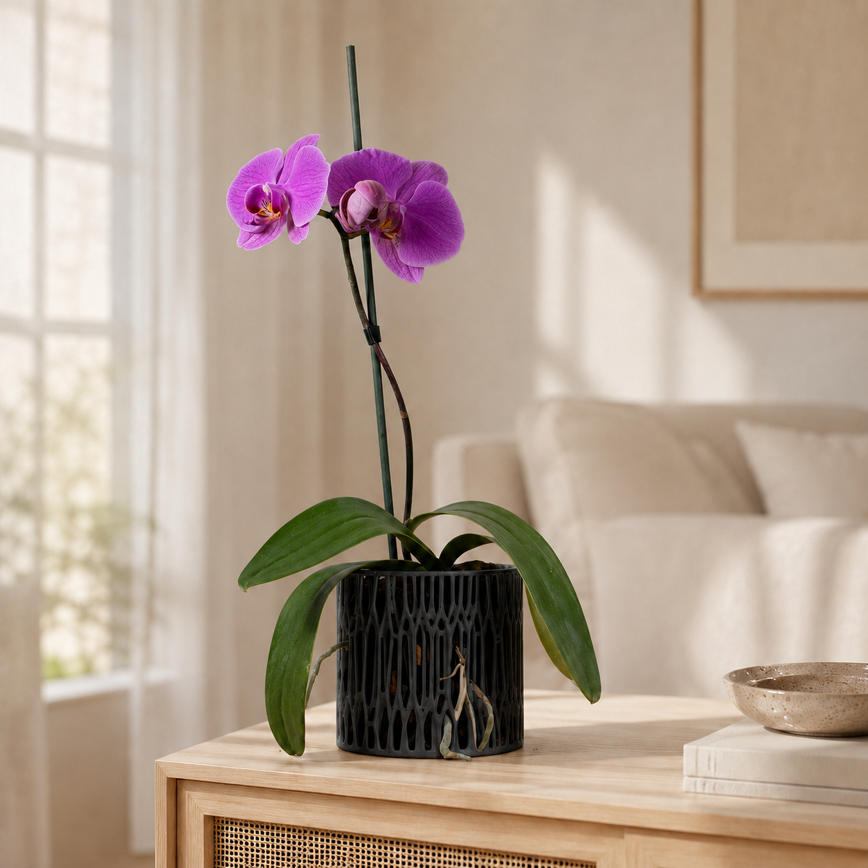 Lila blühende Phalaenopsis-Orchidee in einem schwarzen, luftdurchlässigen Orchideentopf mit sichtbarem Rindensubstrat auf einem hellen Holzmöbel.