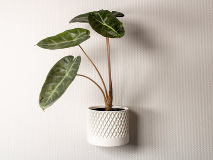 hanging planter - pot with wall mount