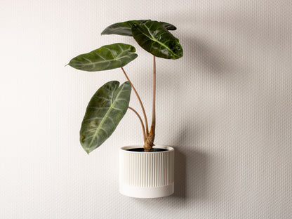 hanging planter - pot with wall mount