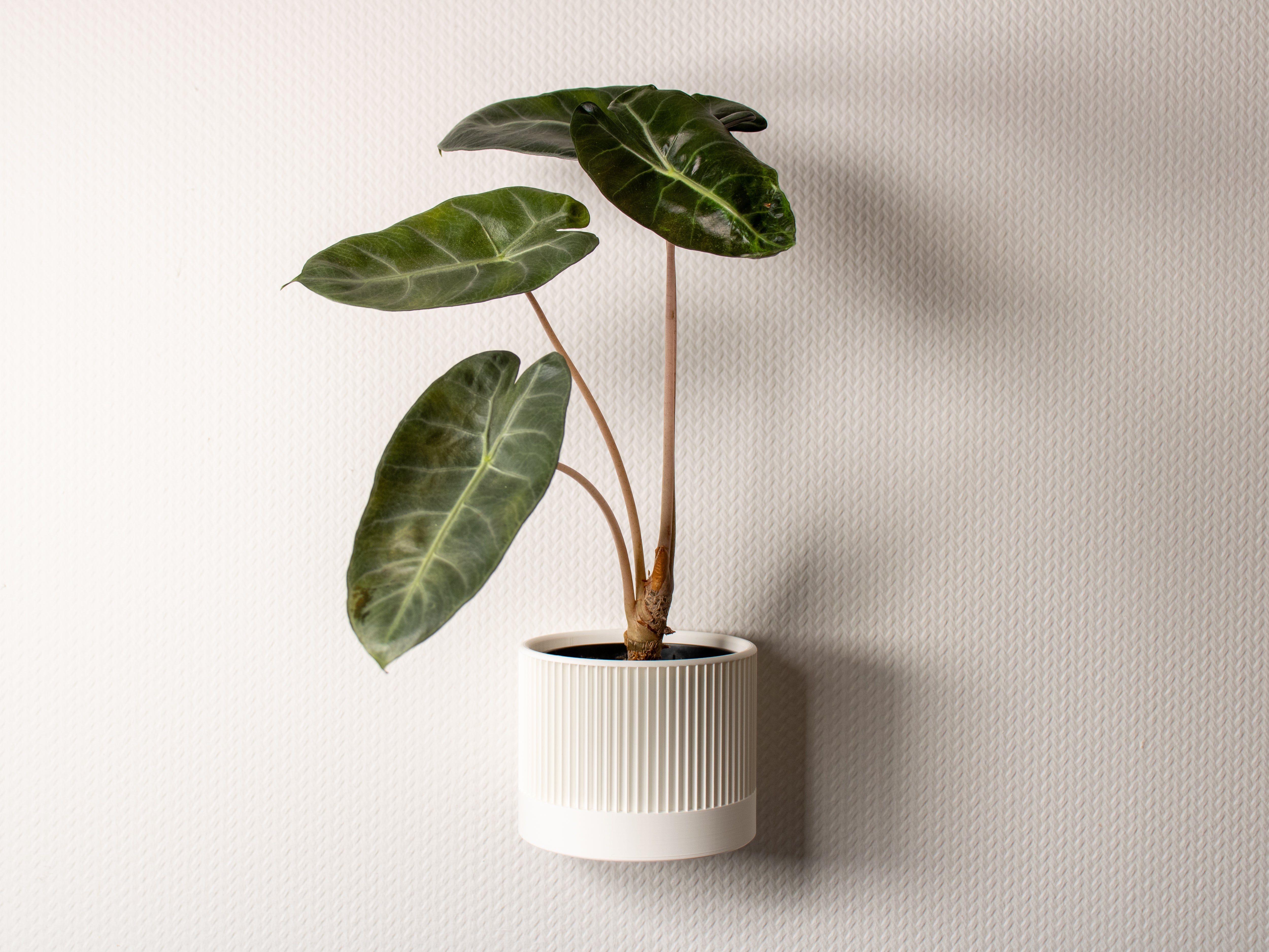 hanging planter - pot with wall mount