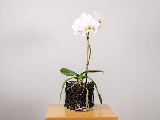 Orchid pot Dots