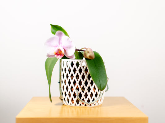 Orchid pot Cross