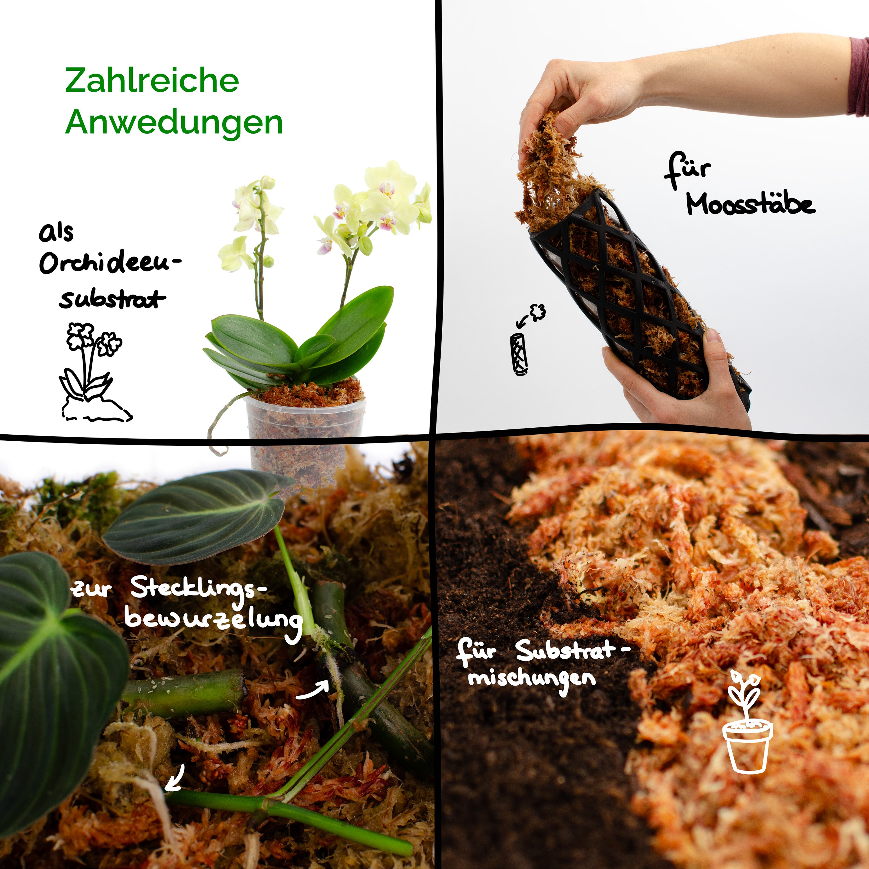 Sphagnum Moos aus Chile