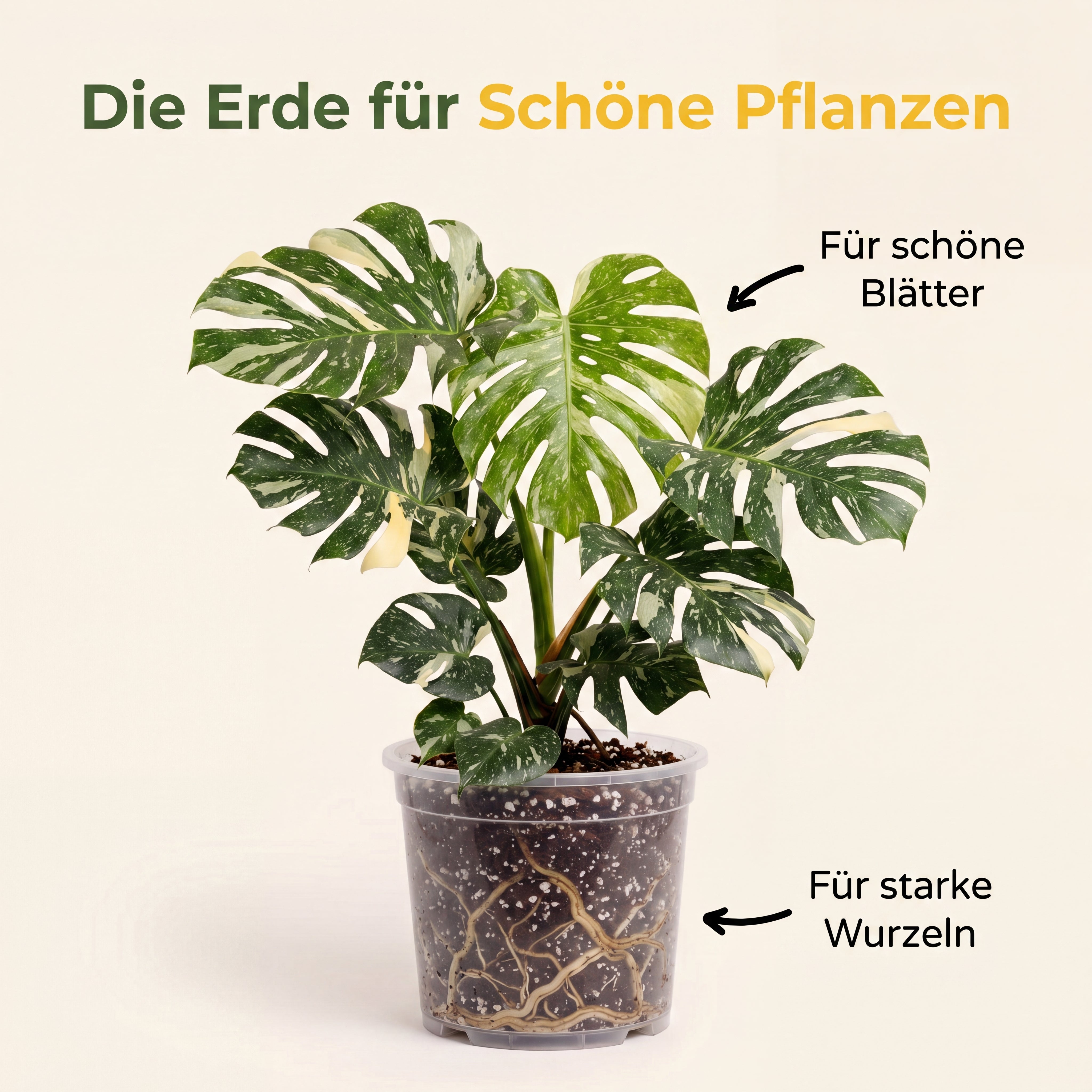 Aroid Mix, Monstera Erde, Philodendron Erde, Anthurium Erde, torffrei
