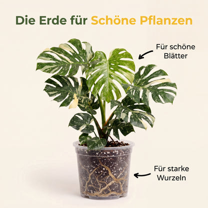 Aroid Mix, Monstera Erde, Philodendron Erde, Anthurium Erde, torffrei