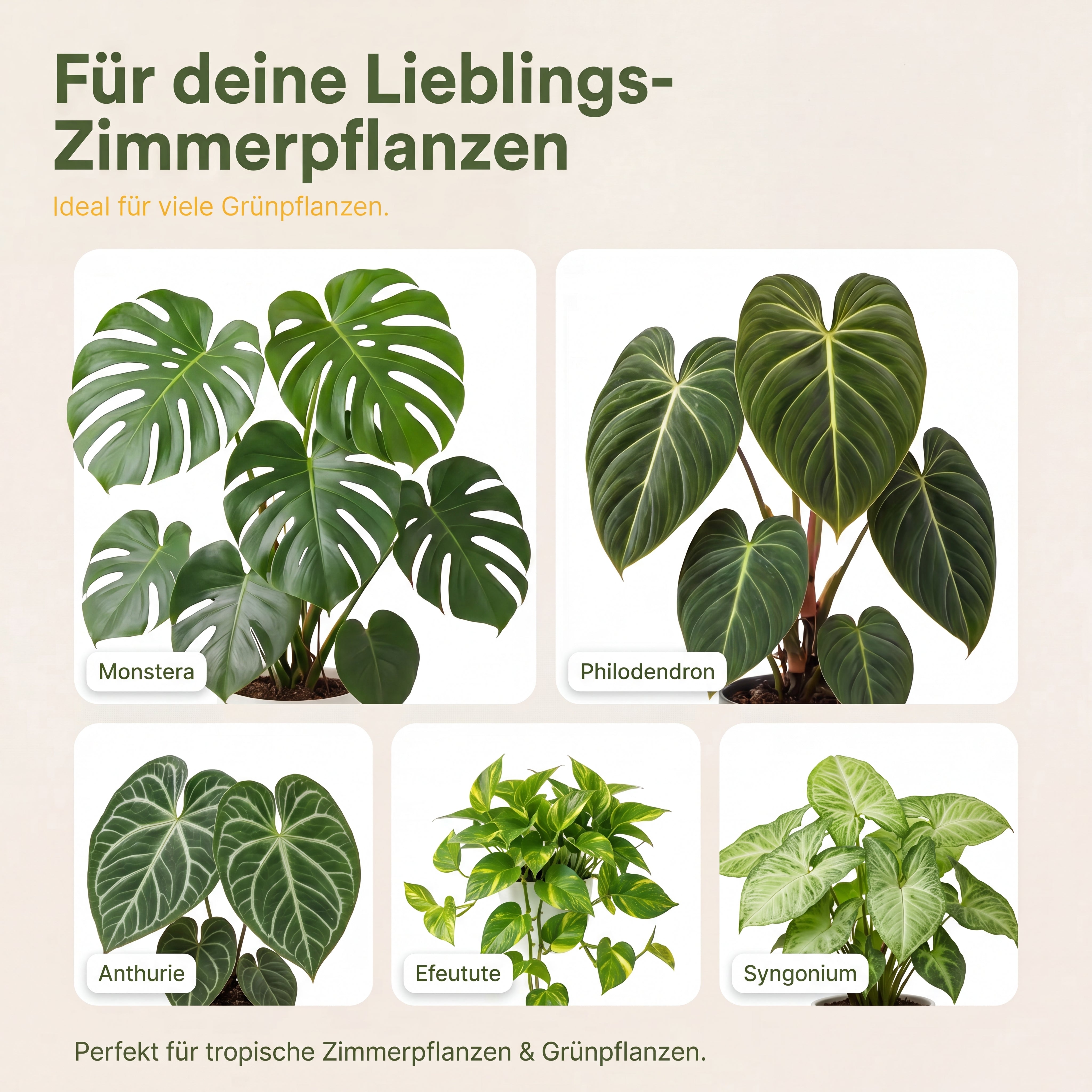Aroid Mix, Monstera Erde, Philodendron Erde, Anthurium Erde, torffrei