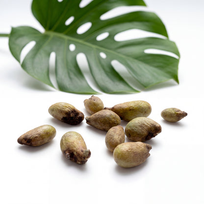 PlantMe Monstera deliciosa 10 Samen