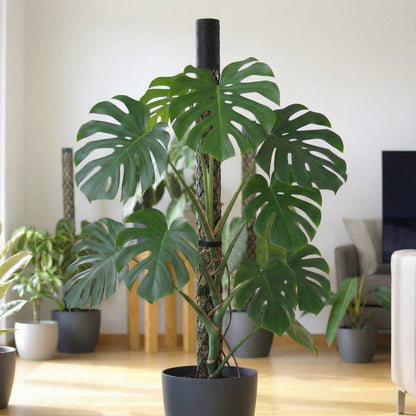 Monstera Starter Set | Spare 10€ + 5m Klettband geschenkt