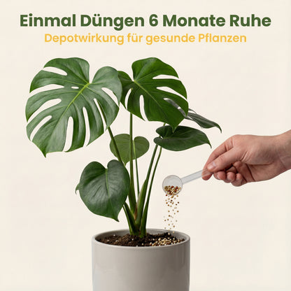 Zimmerpflanzen Dünger, Monstera Dünger, Philodendron, Anthurien, Alocasia, 6 Monate Depotwirkung