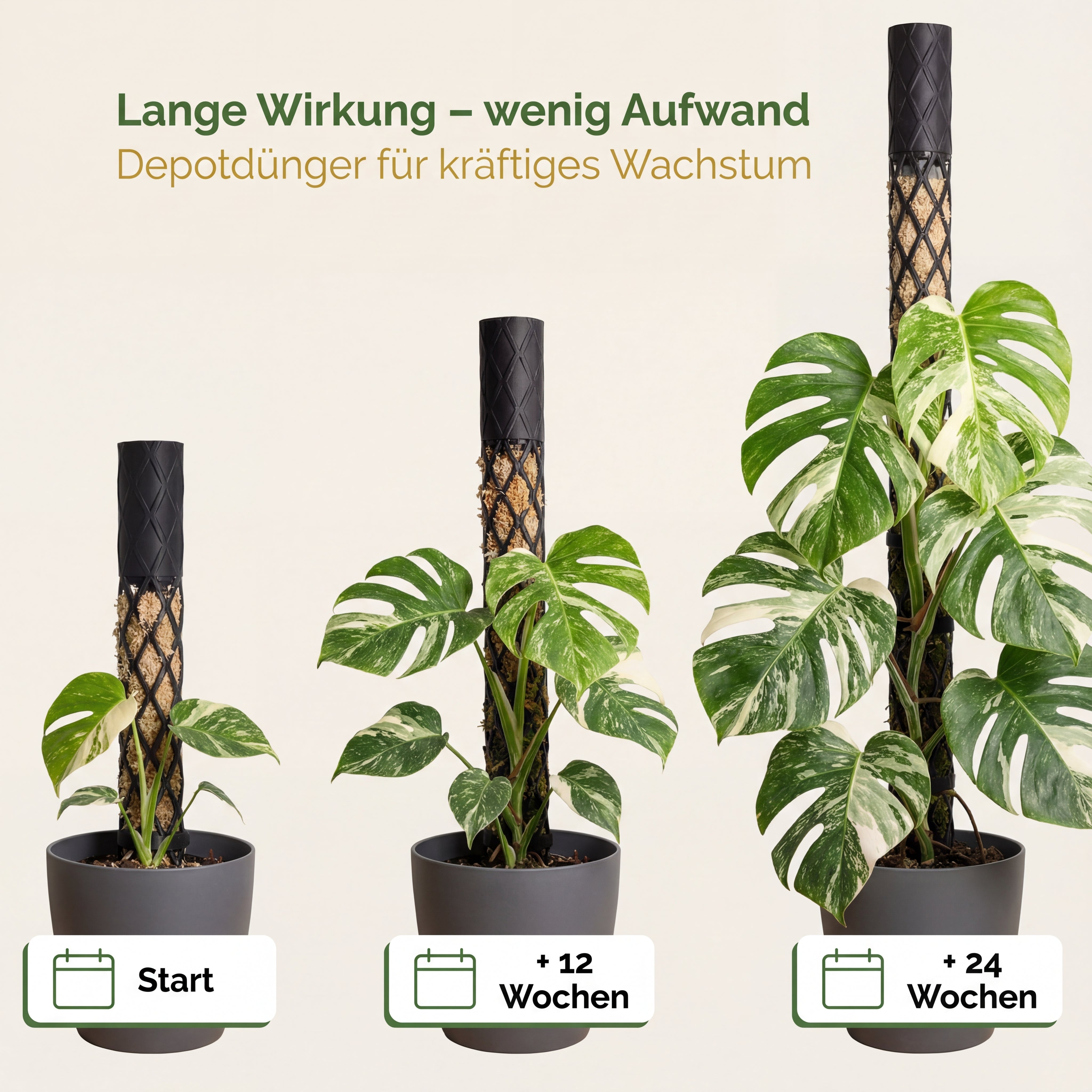 Zimmerpflanzen Dünger, Monstera Dünger, Philodendron, Anthurien, Alocasia, 6 Monate Depotwirkung
