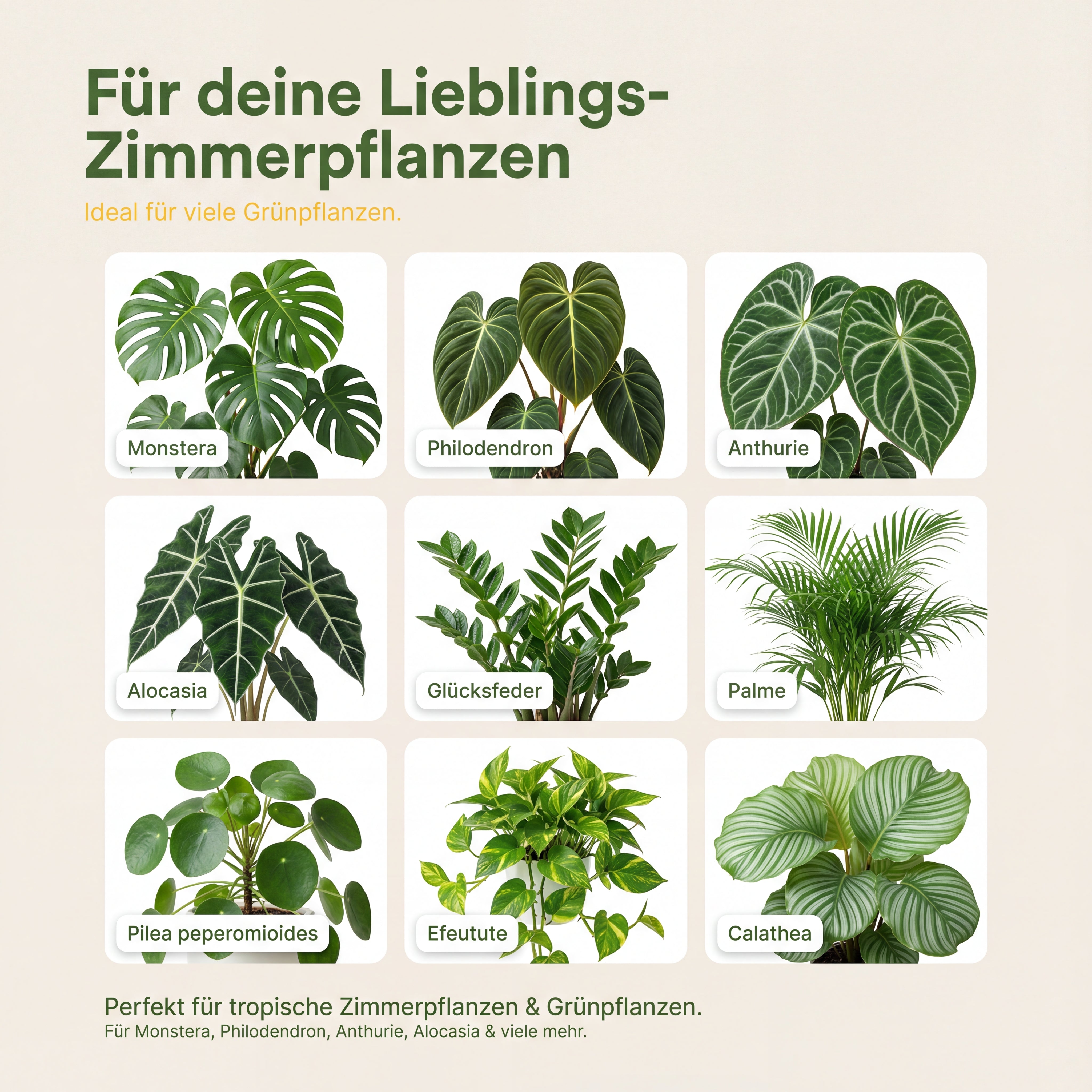 Zimmerpflanzen Dünger, Monstera Dünger, Philodendron, Anthurien, Alocasia, 6 Monate Depotwirkung