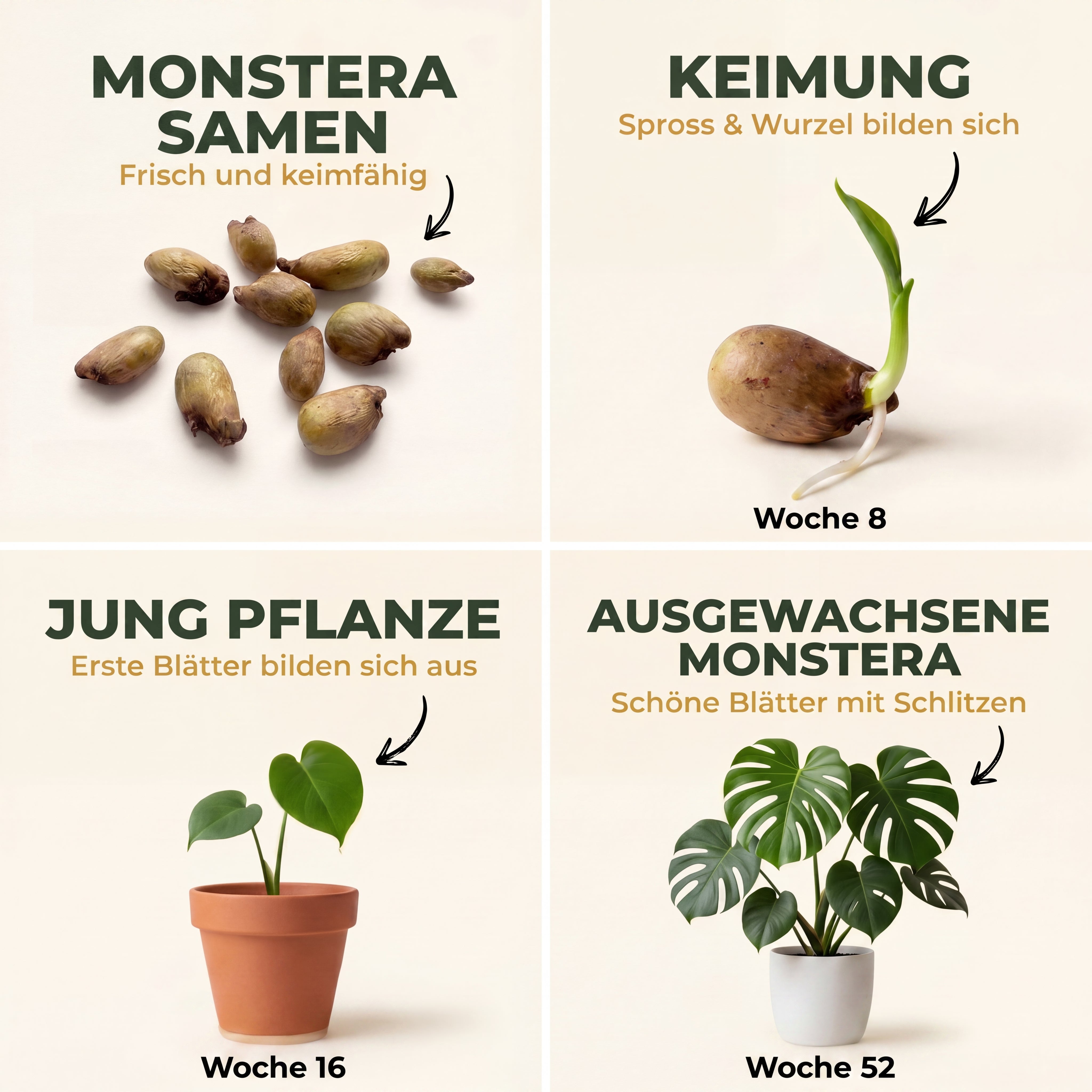 PlantMe Monstera deliciosa 10 Samen