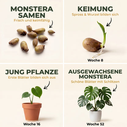 PlantMe Monstera deliciosa 10 Samen