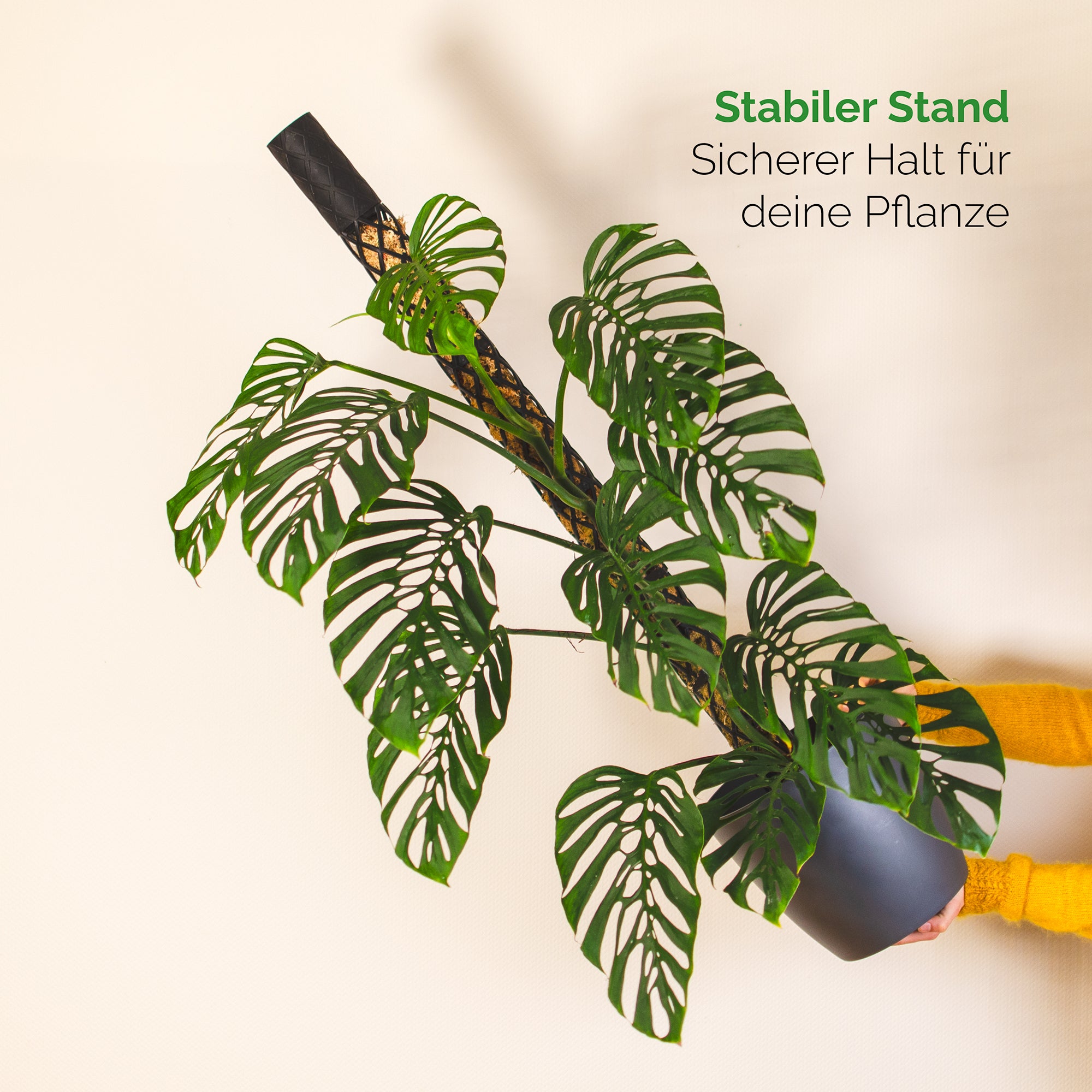 Stabiler Moosstab Monstera Philodendron