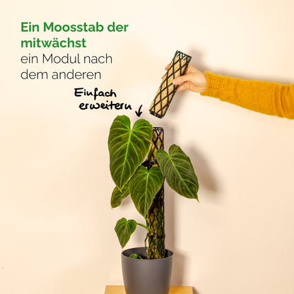 Moosstab erweiterbar Monstera Philodendron