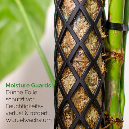 Wurzeln im Moosstab Philodendron, Monstera