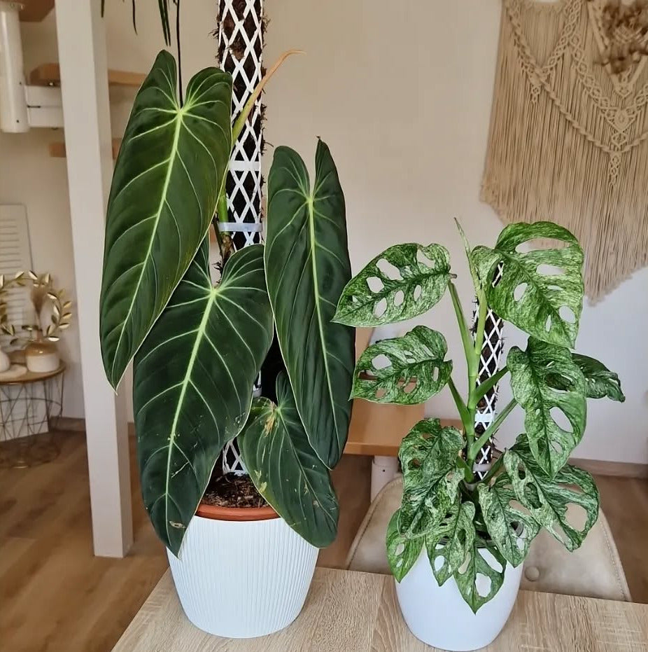 Philodendron Melanochrysum Monstera adansonii Moosstab