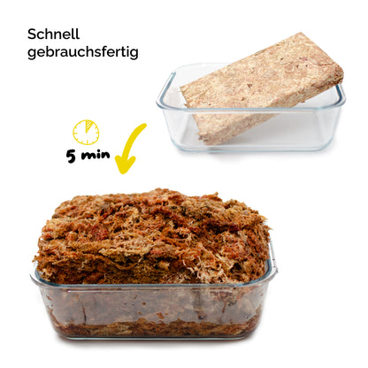 Sphagnum Moos aus Chile